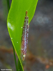 Opeatogenys cadenati