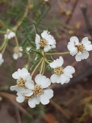 Eriocephalus longifolius