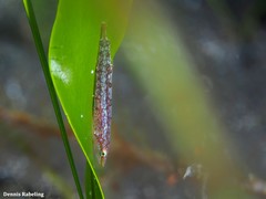 Opeatogenys cadenati