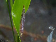 Opeatogenys cadenati