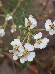 Eriocephalus longifolius