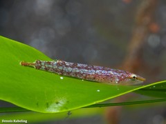 Opeatogenys cadenati
