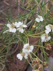 Eriocephalus longifolius