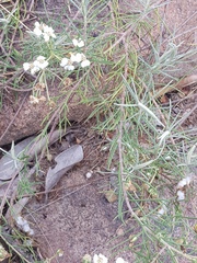 Eriocephalus longifolius