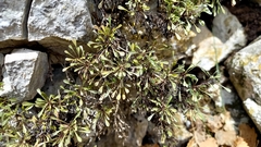 Globularia cordifolia