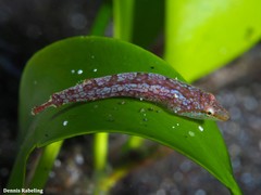 Opeatogenys cadenati