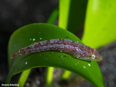 Opeatogenys cadenati