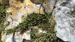 Globularia cordifolia