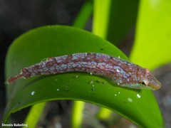 Opeatogenys cadenati