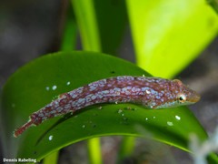 Opeatogenys cadenati