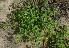Chamaecrista rotundifolia