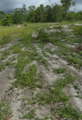 Chamaecrista rotundifolia