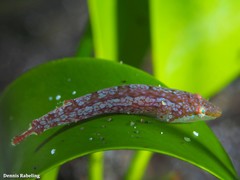 Opeatogenys cadenati