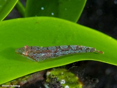 Opeatogenys cadenati