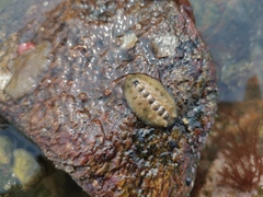 Acanthochitona rubrolineata