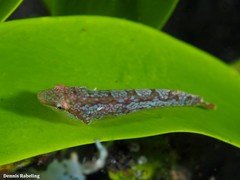 Opeatogenys cadenati