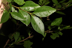 Cyclophyllum