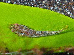 Opeatogenys cadenati