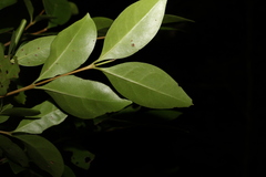 Cyclophyllum