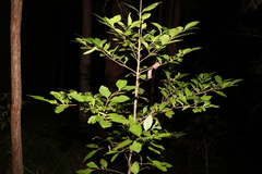 Cyclophyllum