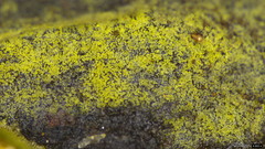 Helicosporium