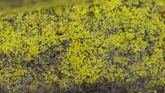 Helicosporium