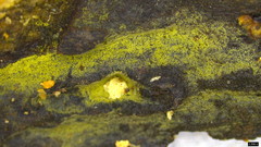 Helicosporium
