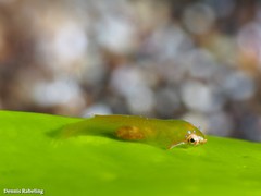 Opeatogenys cadenati