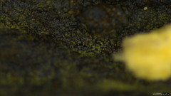 Helicosporium