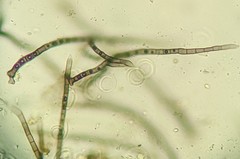 Helicosporium