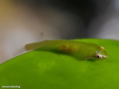 Opeatogenys cadenati