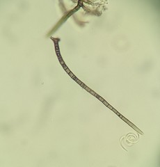 Helicosporium