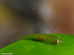 Opeatogenys cadenati