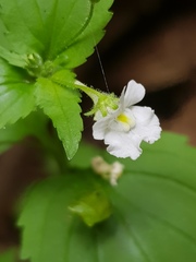 Nemesia rupicola