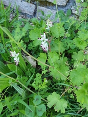 Fumaria capreolata