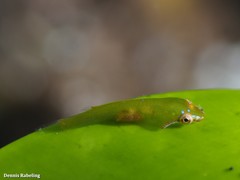 Opeatogenys cadenati