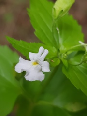 Nemesia rupicola
