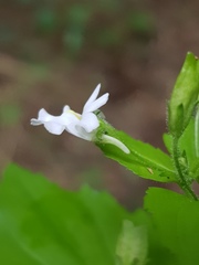 Nemesia rupicola