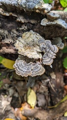 Trametes versicolor
