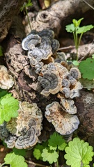 Trametes versicolor