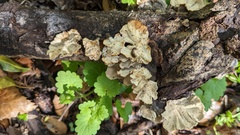 Trametes versicolor