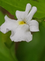 Nemesia rupicola