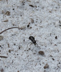 Cicindela