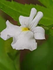 Nemesia rupicola
