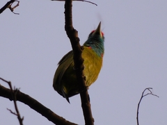 Psilopogon asiaticus