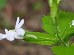 Nemesia rupicola
