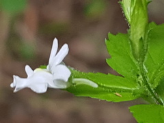 Nemesia rupicola