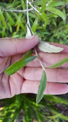 Corokia buddleioides