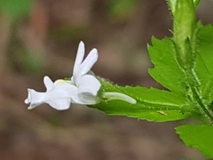 Nemesia rupicola