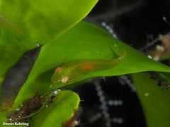 Opeatogenys cadenati
